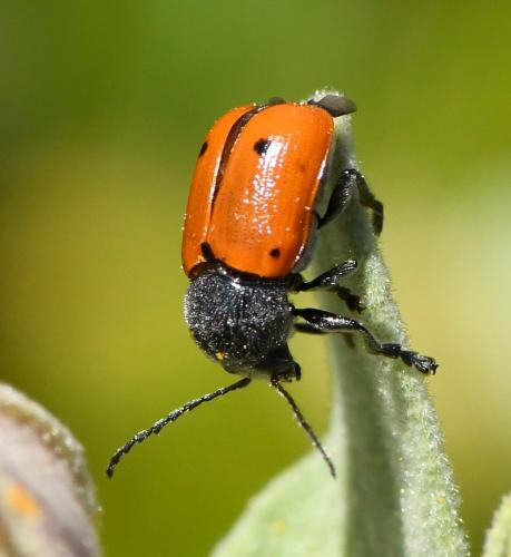 Cryptocephalus sexmaculatus